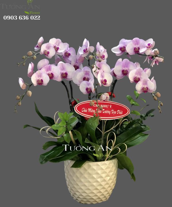 Chậu 6 Cành Lan Hồ Điệp - S908