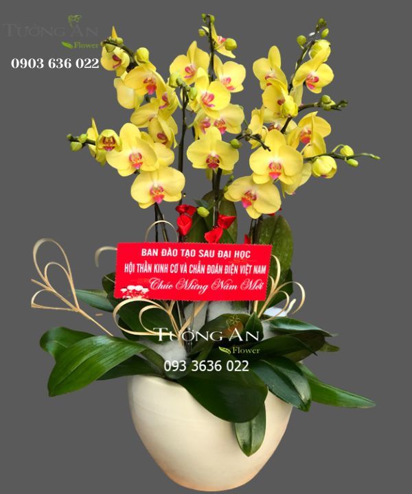 Chậu 7 Cành Lan Hồ Điệp Vàng - S972