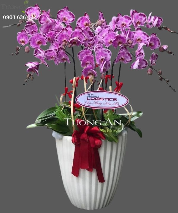 Chậu 10 Cành Lan Hồ Điệp Đẹp - S838