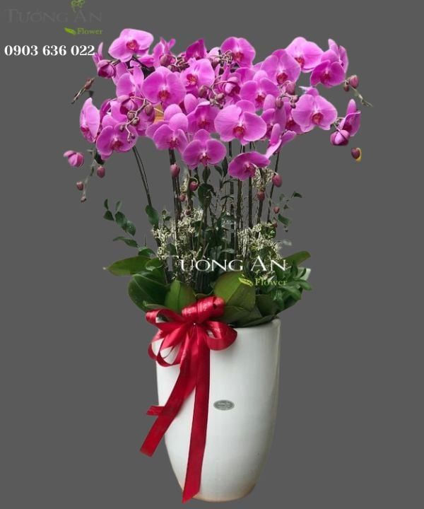 Chậu 12 Cành Lan Hồ Điệp Hồng - S926