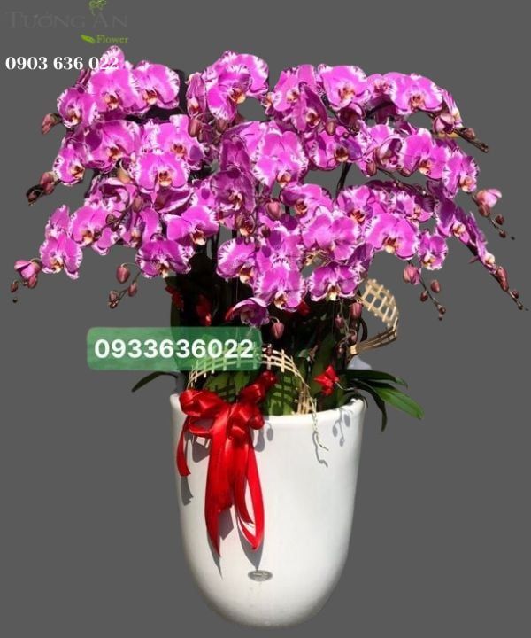 Chậu 15 Cành lan Hồ Điệp - S867