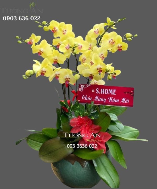 Chậu 7 Cành Lan Hồ Điệp Vàng - S877