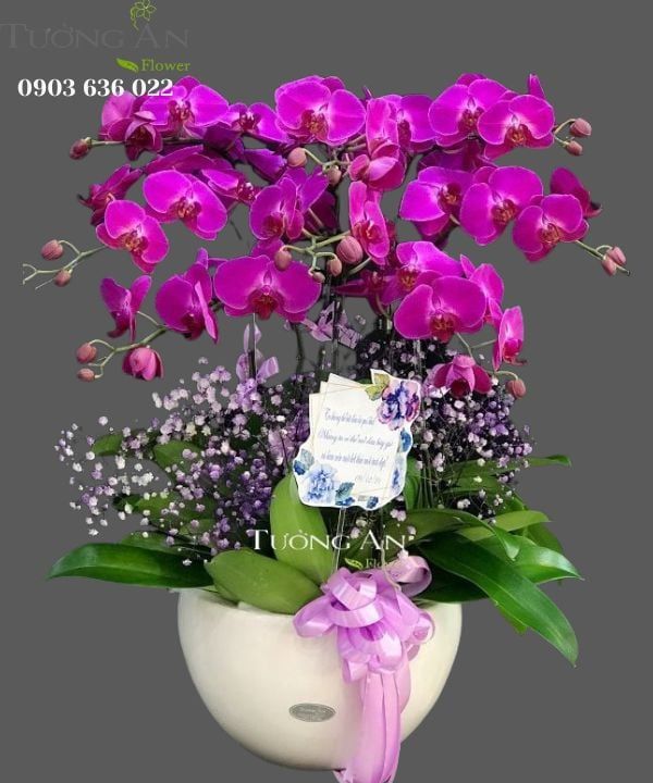 Chậu 8 Cành lan Hồ Điệp - S973