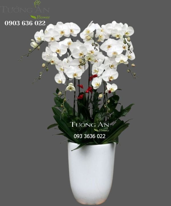 Chậu 8 Cành Lan Hồ Điệp Trắng - S961