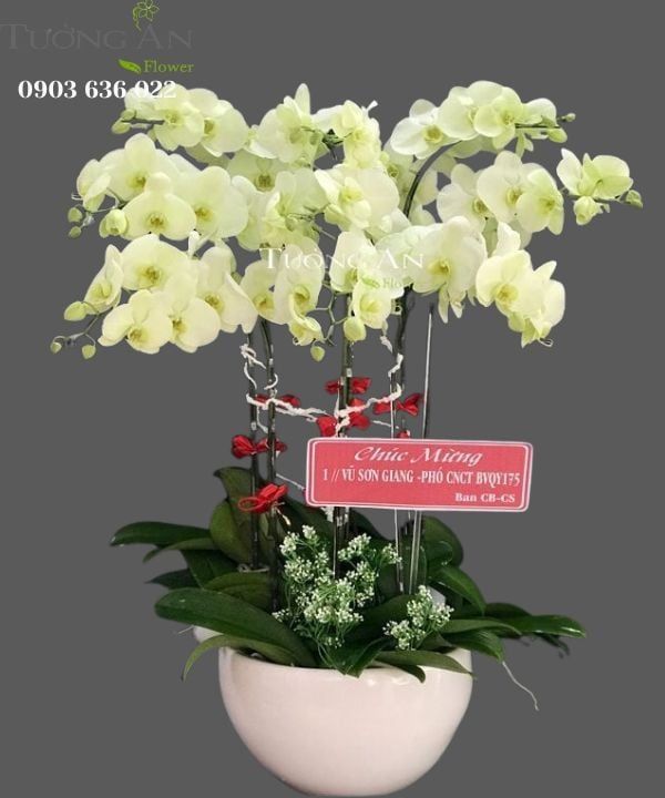 Chậu 9 Cành Lan Hồ Điệp - S979