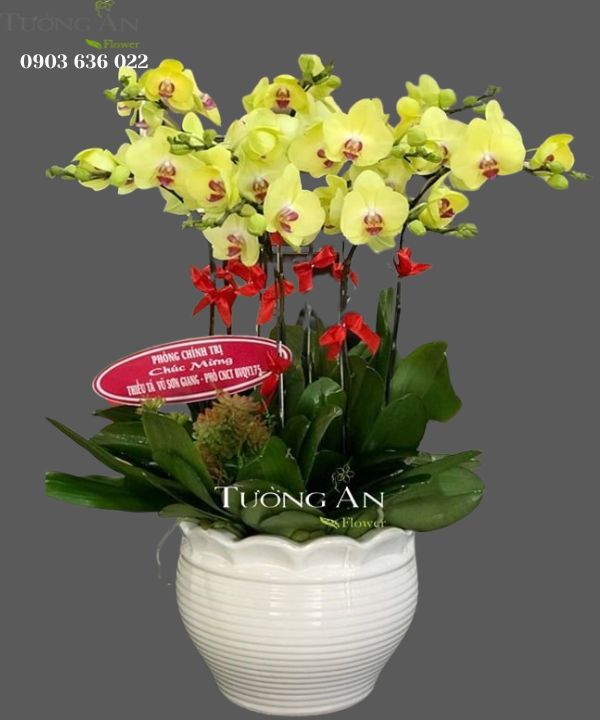 Chậu 9 Cành lan Hồ Điệp Vàng - S854
