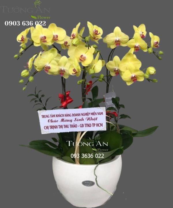 Chậu Hoa Lan Hồ Điệp Vàng 6 Cây - S940