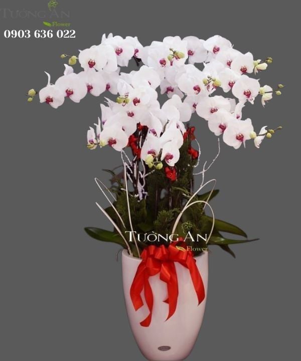Chậu Lan Hồ Điệp Bình Yên - S748
