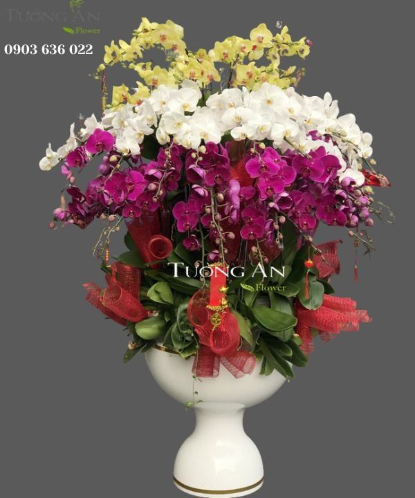 Chậu Lan Hồ Điệp Đẹp - S894
