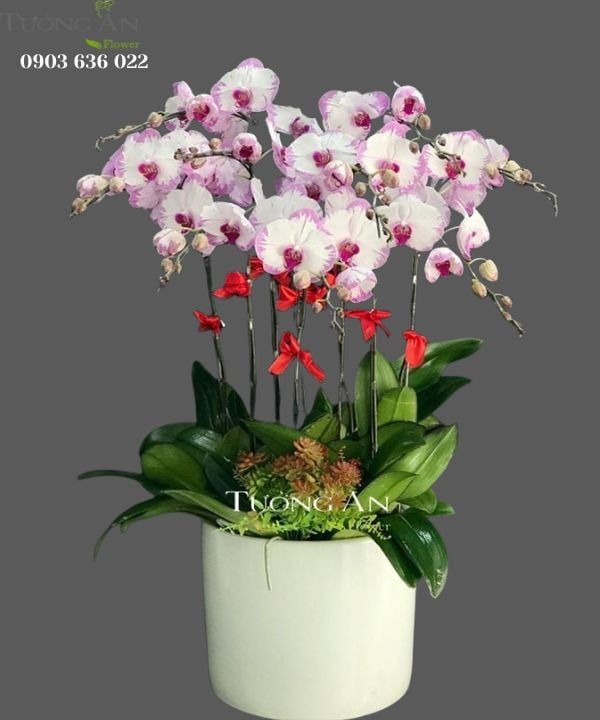 Chậu Lan Hồ Điệp Đột Biến - S848