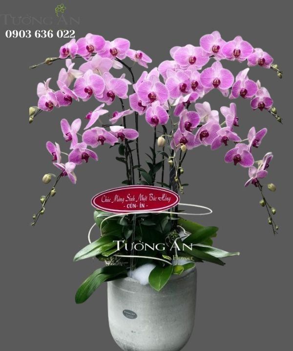Chậu Lan Hồ Điệp Hồng Đẹp - S837