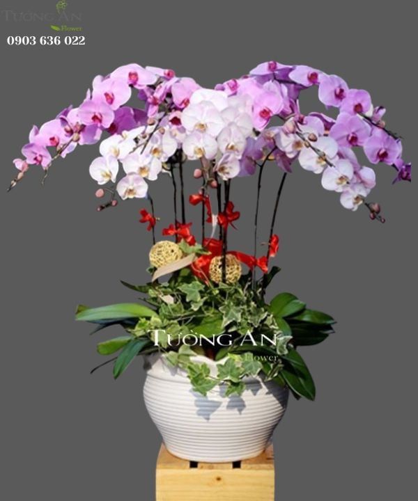 Chậu Lan Hồ Điệp HỒNG PHÁT - S653