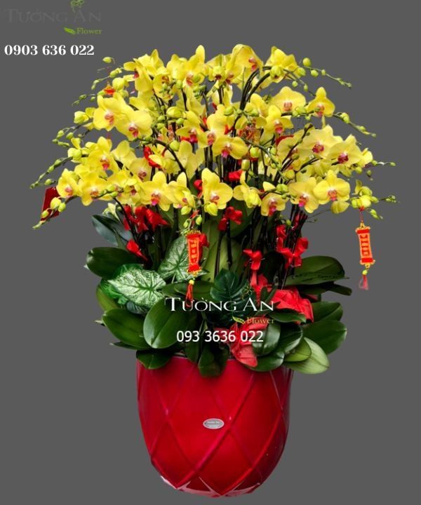 Chậu Lan Hồ Điệp Lớn - S881