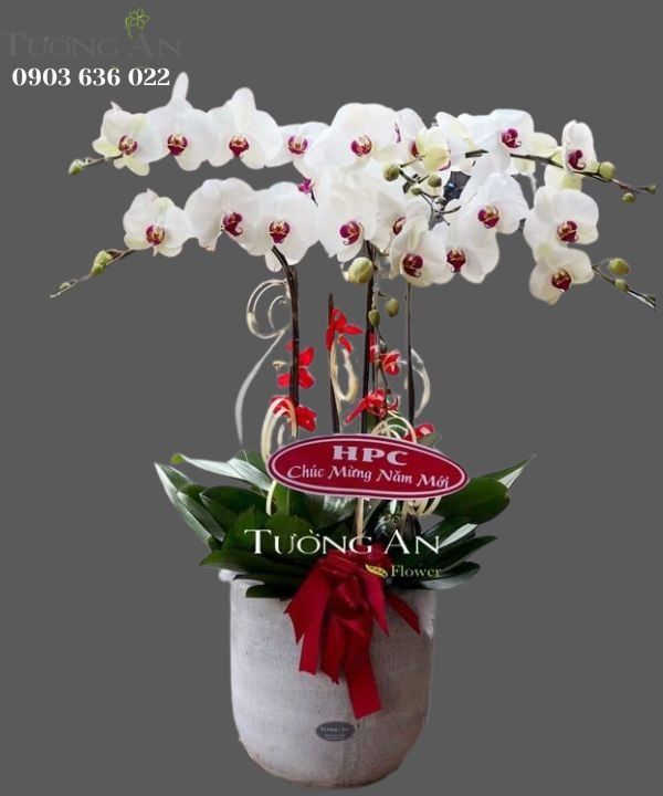 Chậu Lan Hồ Điệp Nồng Nàn - S688