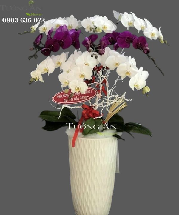 Chậu Lan Hồ Điệp Phối Màu - S833