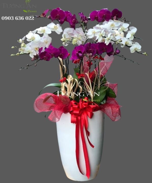 Chậu Lan Hồ Điệp Phối Màu - S962