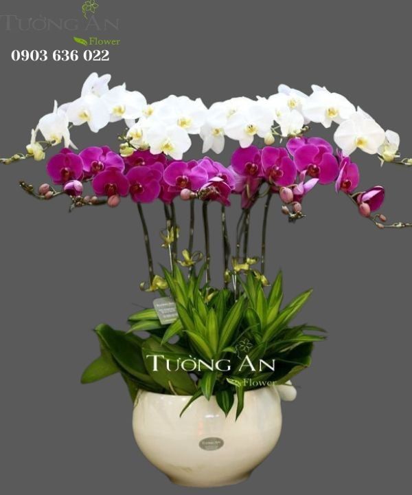 Chậu Lan Hồ Điệp Rực rỡ - S752