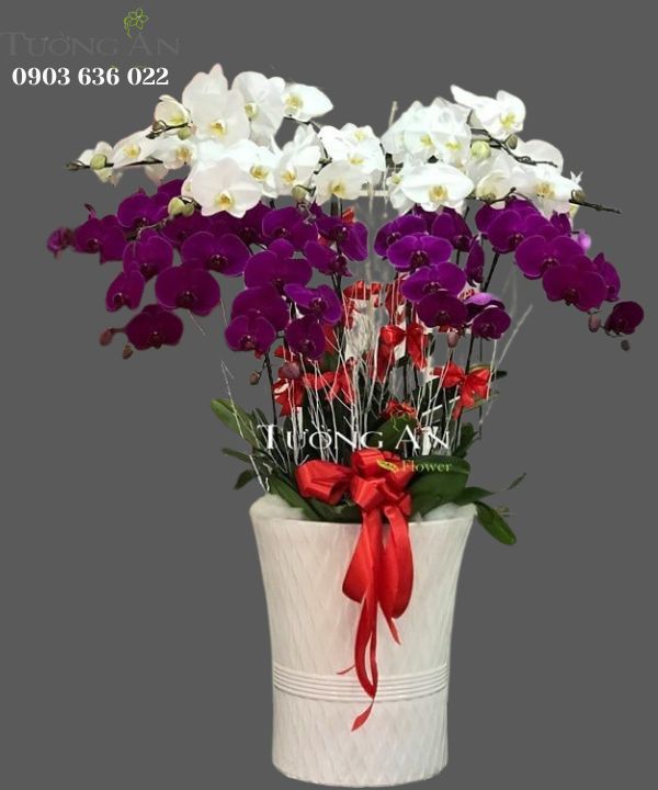 Chậu Lan Hồ Điệp - S836