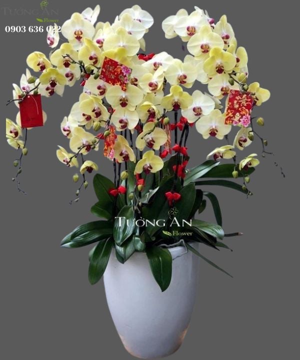 Chậu Lan Hồ Điệp - S951