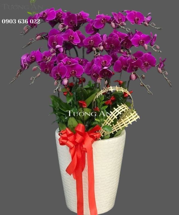 Chậu Lan Hồ Điệp Tết - S966