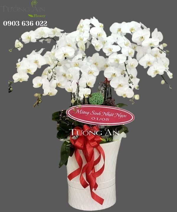 Chậu Lan Hồ Điệp Thập Toàn - S797