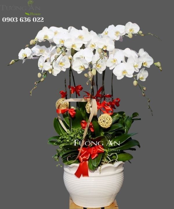 CHẬU LAN HỒ ĐIỆP THỌ TỶ NAM SƠN - S651