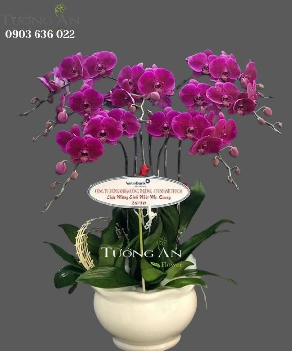 Chậu Lan Hồ Điệp Tím - S936