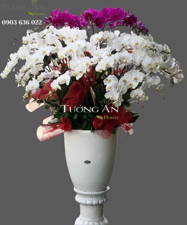 Chậu Lan Hồ Điệp Xoay Tròn - S957