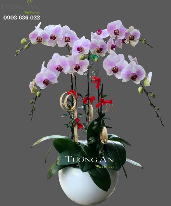 Chậu Lan Hồ Điệp Phớt Hồng - S793