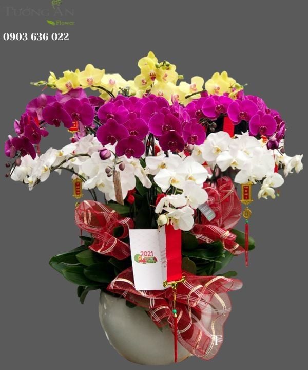 Chậu Lan Hồ Điệp Đẹp - S899