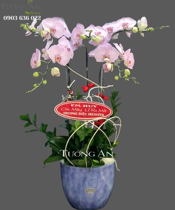 Chậu Lan Hồ Điệp Hồng Đẹp - S816