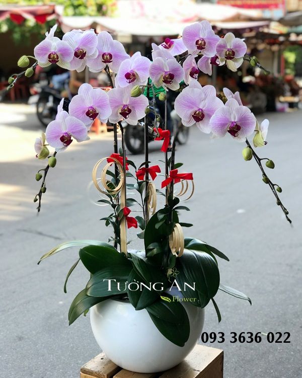 Chậu Lan Hồ Điệp Phớt Hồng - S793