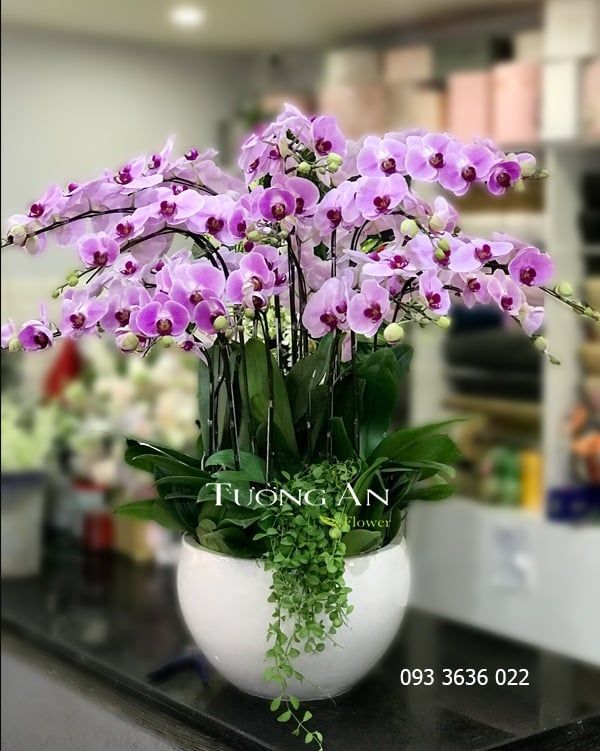 Chậu Lan Hồ Điệp Phát Tài - S796