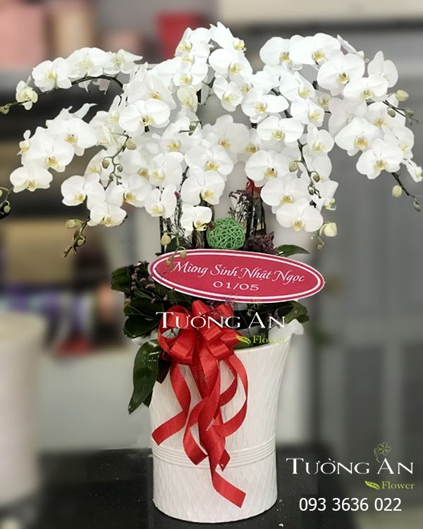 Chậu Lan Hồ Điệp Thập Toàn - S797