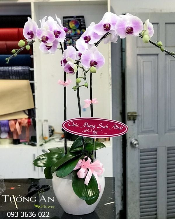 Chậu Lan Hồ Điệp Vững Chắc - S799