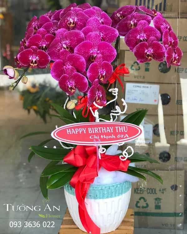 Chậu Lan Hồ Điệp Phát Lộc - S801