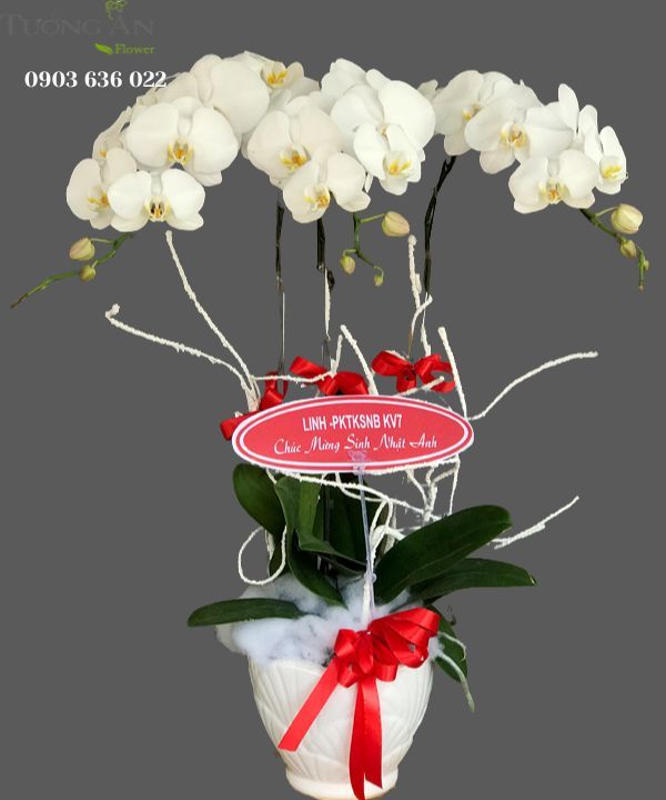 Chậu Lan Hồ Điệp Trắng - S809