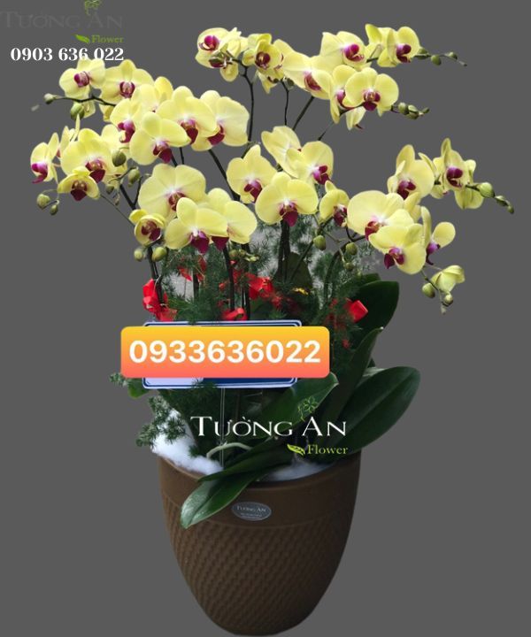 Chậu Lan Hồ Điệp Vàng - S839