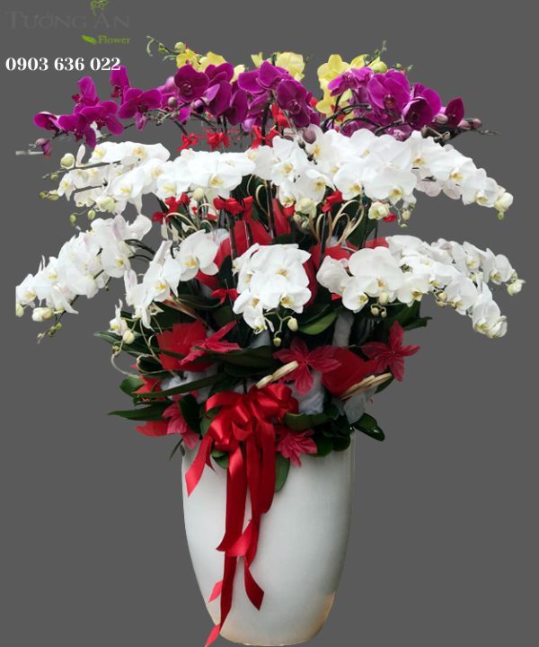 Chậu Lan Hồ Điệp Xoay Tròn - S954