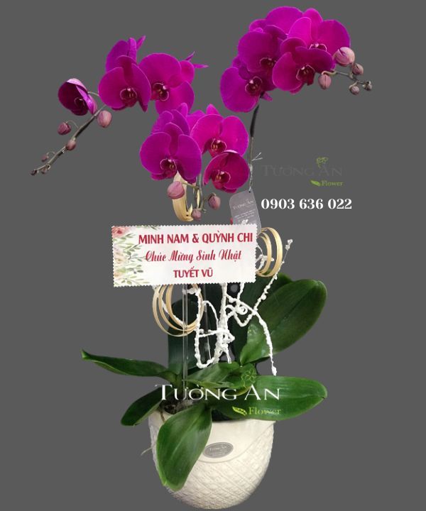Chậu Lan Hồ Điệp May Mắn - S786