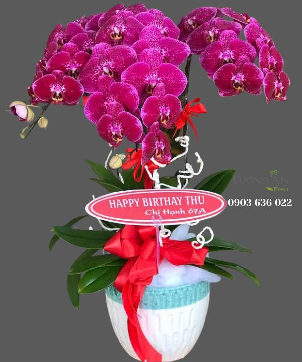 Chậu Lan Hồ Điệp Phát Lộc - S801