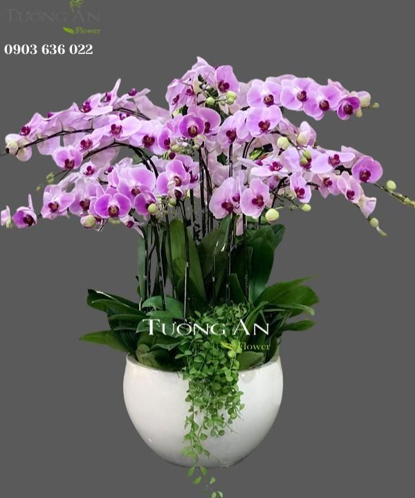 Chậu Lan Hồ Điệp Phát Tài - S796