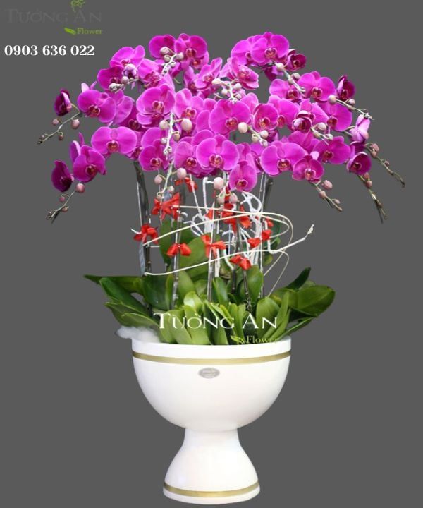 Chậu Lan Hồ Điệp Phúc Lộc Thọ - S783