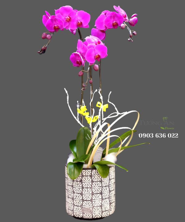 Chậu Lan Hồ Điệp Rạng Rỡ - S753