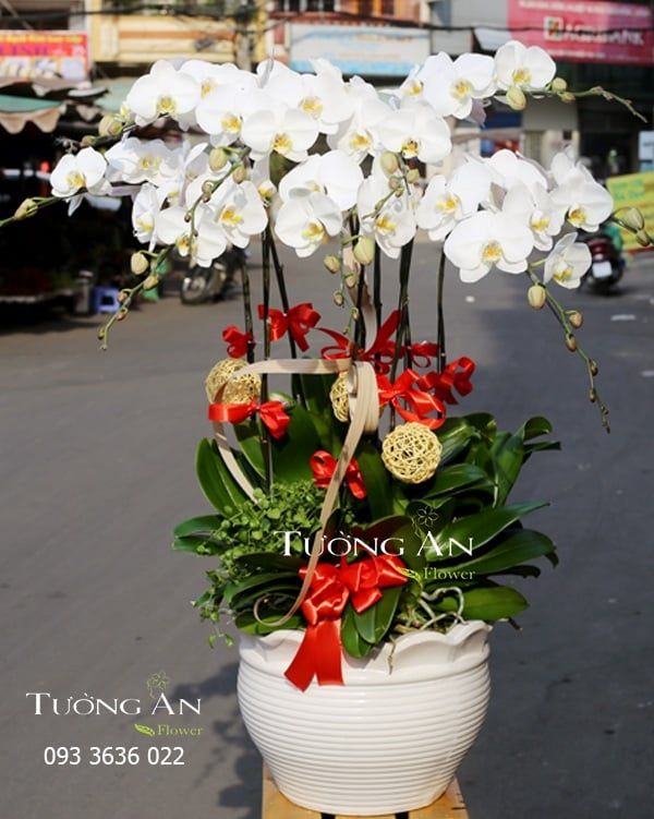 CHẬU LAN HỒ ĐIỆP THỌ TỶ NAM SƠN - S651