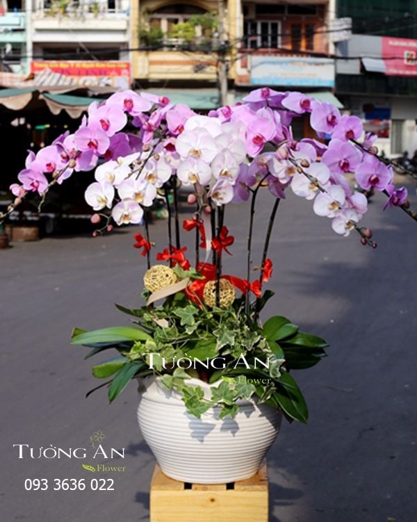 Chậu Lan Hồ Điệp HỒNG PHÁT - S653