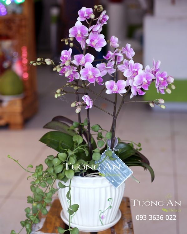 Chậu Lan Hồ Điệp Thuỷ Chung - S655