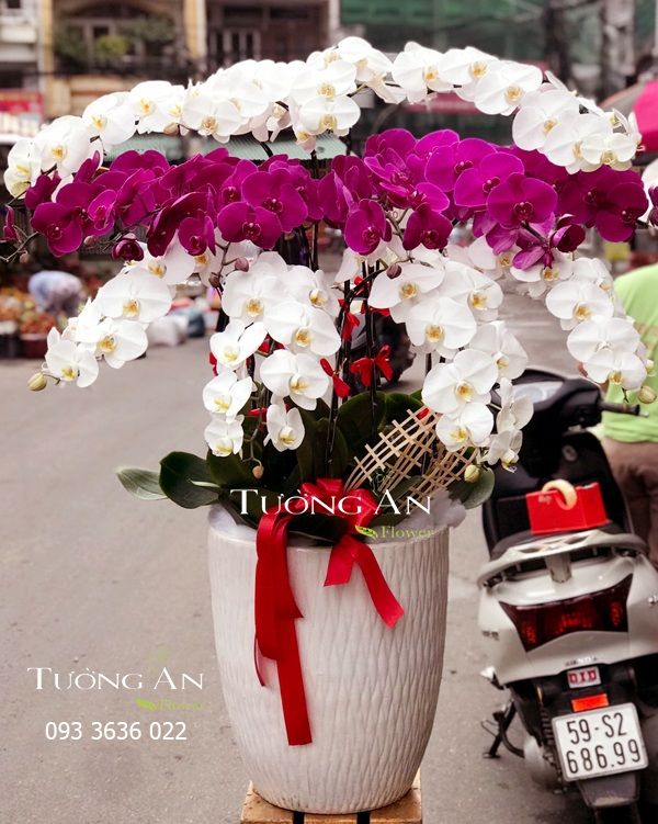 Chậu Lan Hồ Điệp Lộc Phát - S686