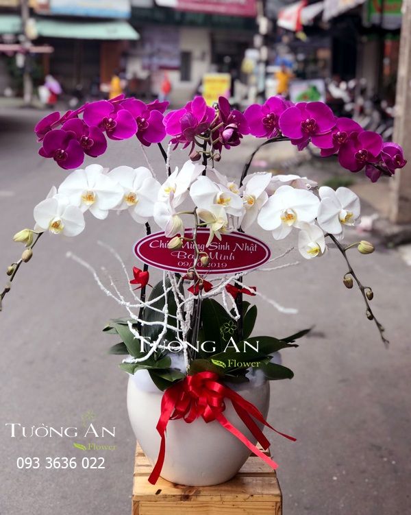 Chậu Lan Hồ Điệp Lộc Trời - S695