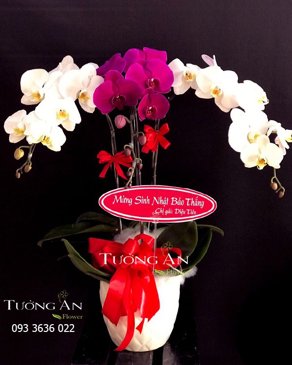 Chậu Lan Hồ Điệp Thành Công Mãi - S696